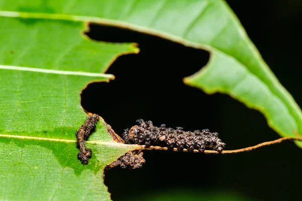 Behaarte Raupen — Stockfoto