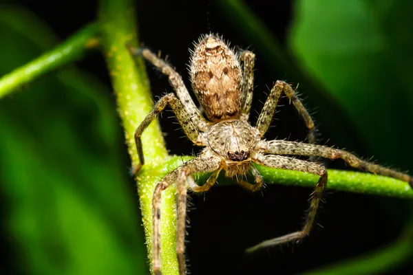 Spinne auf grünem Blatt — Stockfoto