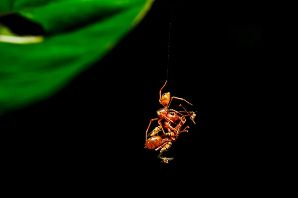 Spider on green leaf — Stock Photo, Image