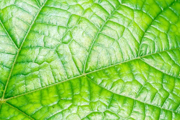 Green Leaf surface — Stock Photo, Image