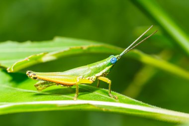 ot yaprağı üzerinde yeşil çekirge