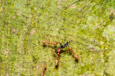 Kırmızı karıncalar ekip çalışması