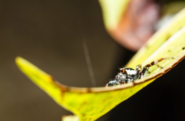 Yeşil yapraklı örümcek