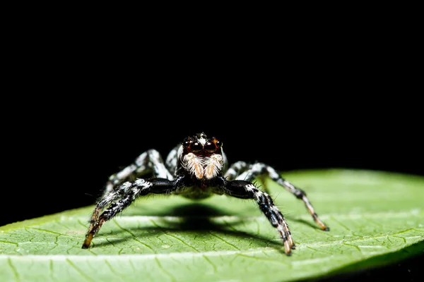 Spider on green leaf — Stock Photo, Image