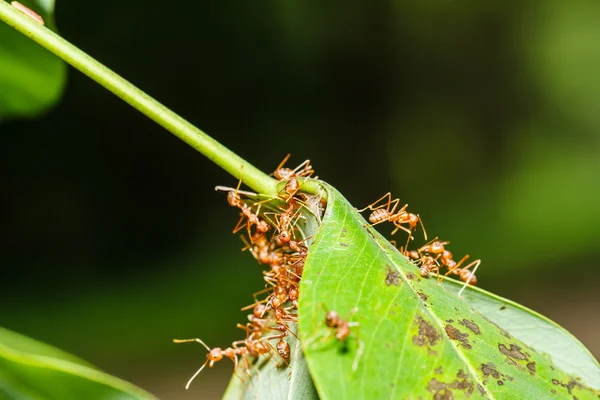 Hormigas rojas trabajo en equipo —  Fotos de Stock