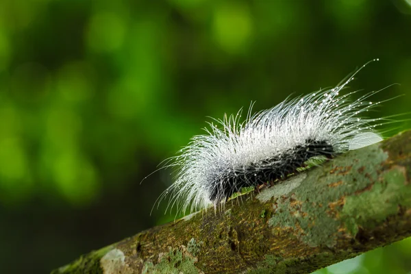 Hairy caterpillars — Stock Photo, Image