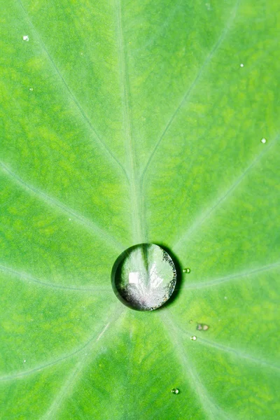 Water drops on leaves Bon — Stock Photo, Image