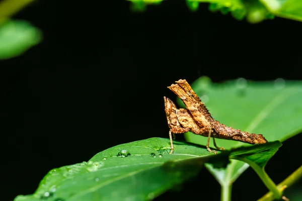 Saltamontes marrón — Foto de Stock