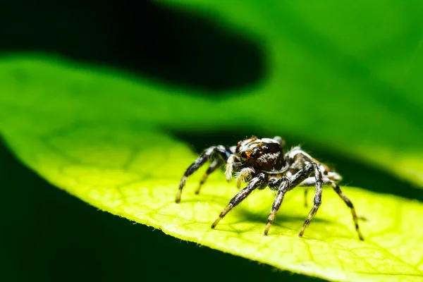 Pavouk na zeleném listu — Stock fotografie