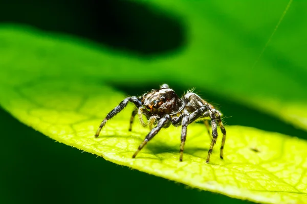 Aranha na folha verde — Fotografia de Stock