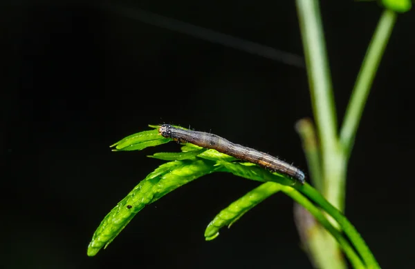 Behaarte Raupen — Stockfoto