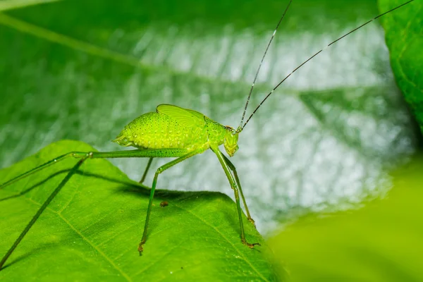 Saltamontes extraños — Foto de Stock