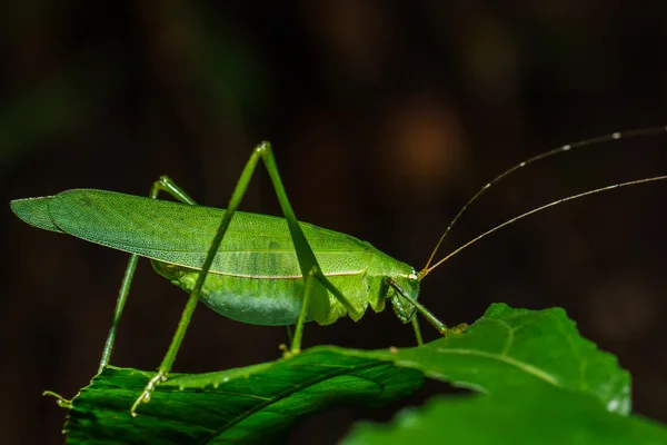 Konstiga gräshoppa — Stockfoto