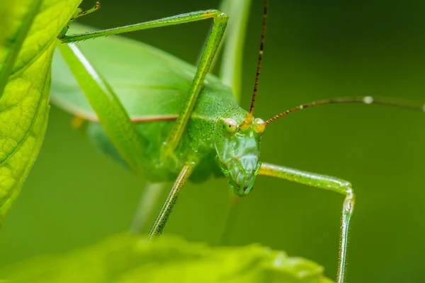 Konstiga gräshoppa — Stockfoto