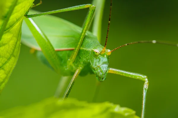 Saltamontes extraños — Foto de Stock