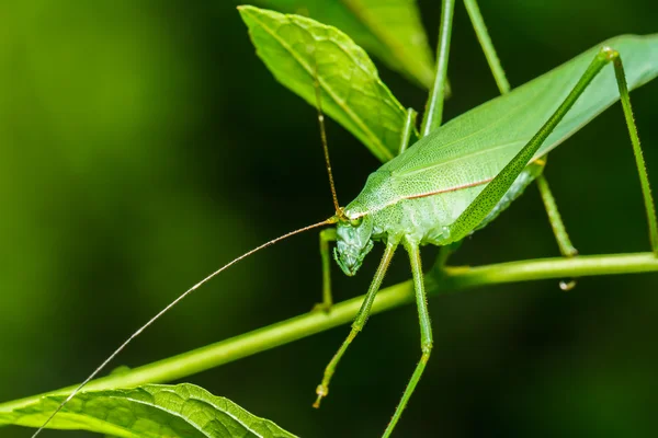 Konstiga gräshoppa — Stockfoto