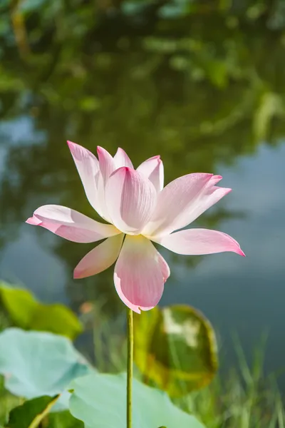 Flor de lótus rosa — Fotografia de Stock