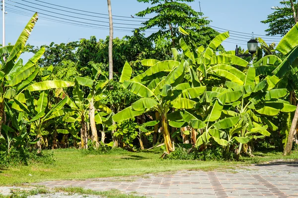 Plantações de bananas — Fotografia de Stock