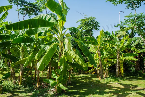 Plantaciones de plátanos —  Fotos de Stock