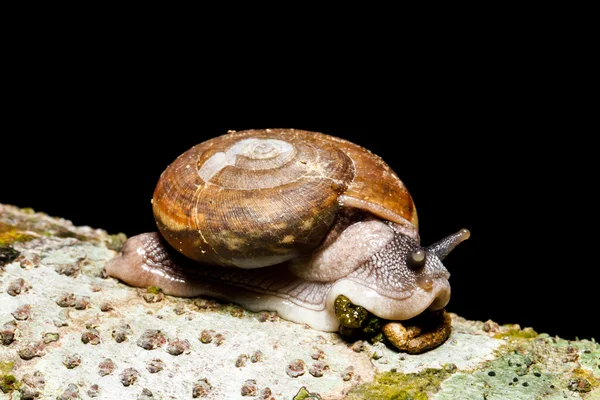 Snail — Stock Photo, Image