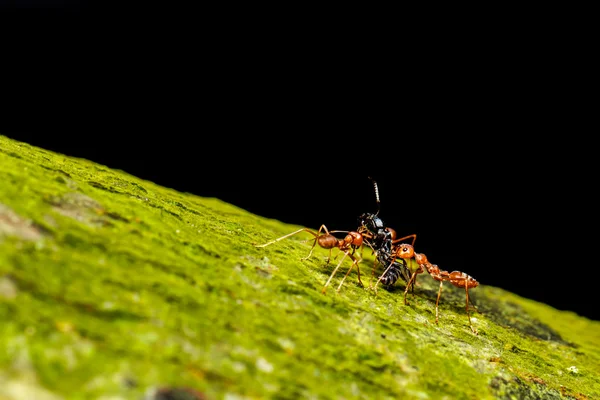 红蚂蚁团队合作 — 图库照片