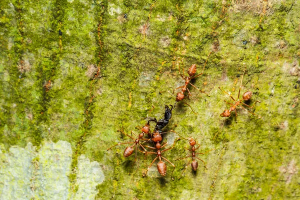 Formigas vermelhas trabalho em equipe — Fotografia de Stock