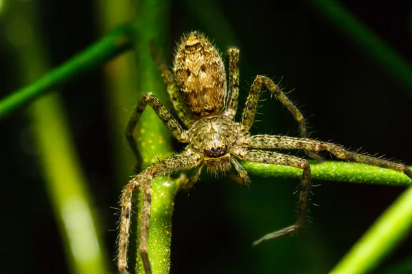 Spider on green leaf — Stock Photo, Image