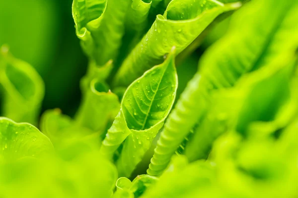 Folha verde — Fotografia de Stock