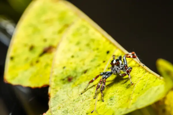 Spindel på gröna blad — Stockfoto