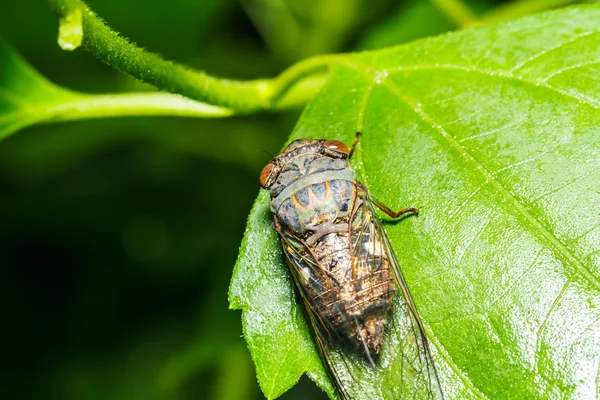 Cicada på gröna blad — Stockfoto