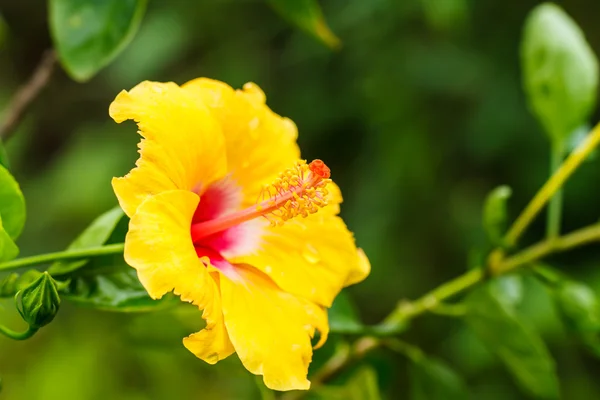 Hibiscus jaune fleur — Photo