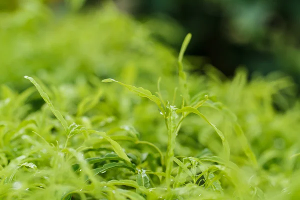 Hoja verde —  Fotos de Stock