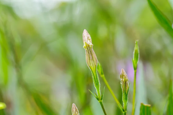 Purlpe bloem — Stockfoto