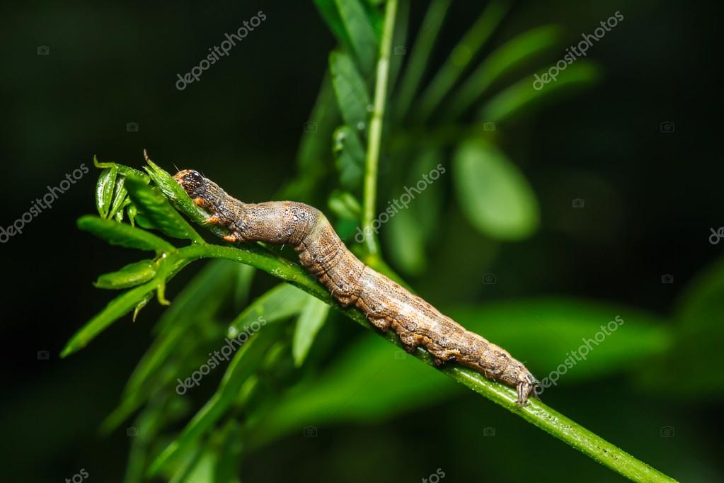 Orugas peludas: fotografía de stock © photonewman #51201531 | Depositphotos