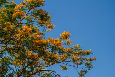 Tavus kuşu çiçeği