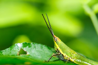  ot yaprağı üzerinde yeşil çekirge