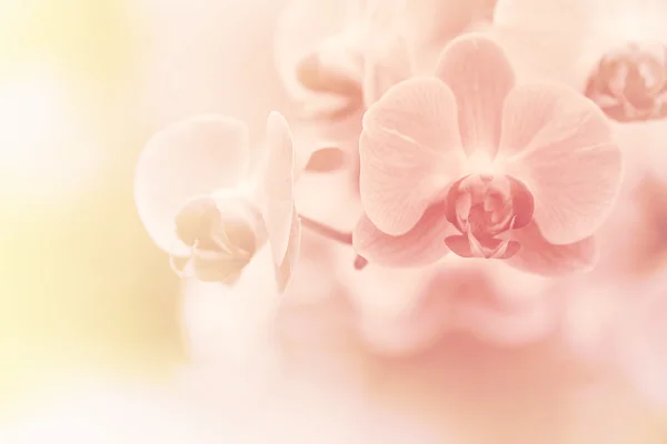 Pink orchid — Stock Photo, Image