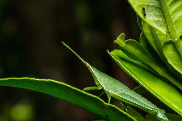 Gafanhoto verde na folha de grama — Fotografia de Stock