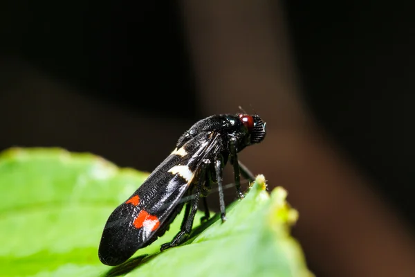 Insekt auf grünem Blatt — Stockfoto