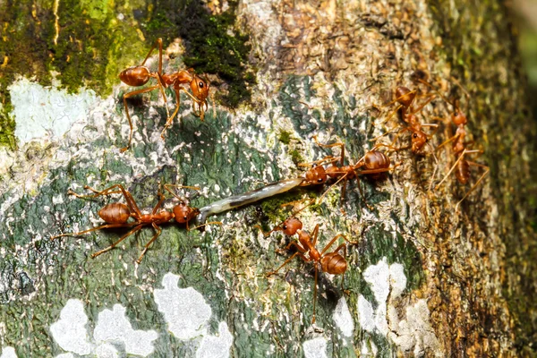 红蚂蚁团队合作 — 图库照片