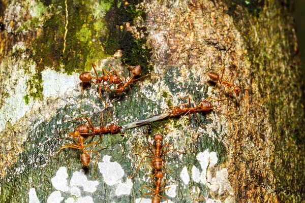 Formigas vermelhas trabalho em equipe — Fotografia de Stock