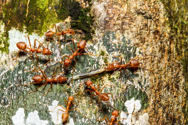 Formiche rosse lavoro di squadra — Foto Stock