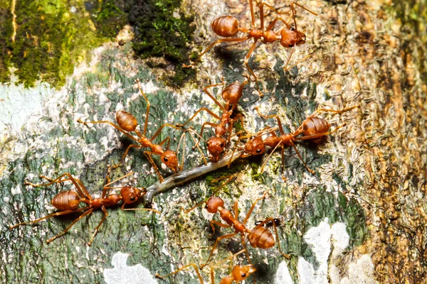 Formigas vermelhas trabalho em equipe — Fotografia de Stock