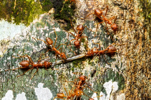 Formigas vermelhas trabalho em equipe — Fotografia de Stock