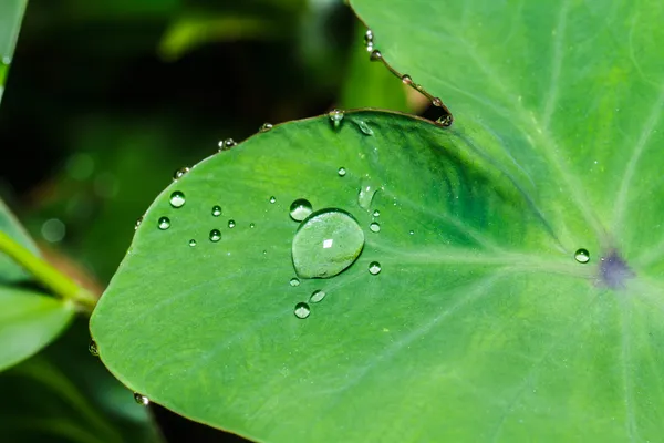 Gotas de água em folhas Bon — Fotografia de Stock