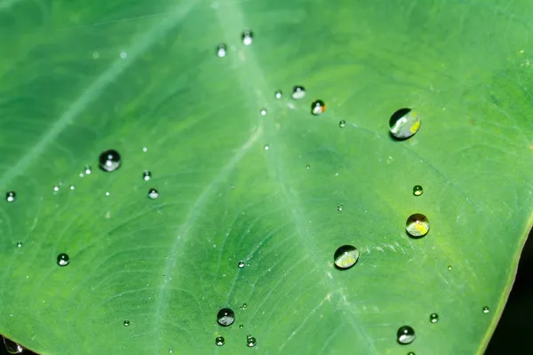Капли воды на листьях Бон — стоковое фото