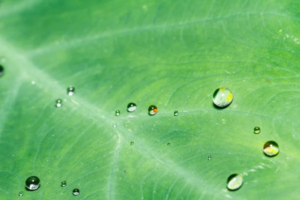 水落在叶邦 — 图库照片