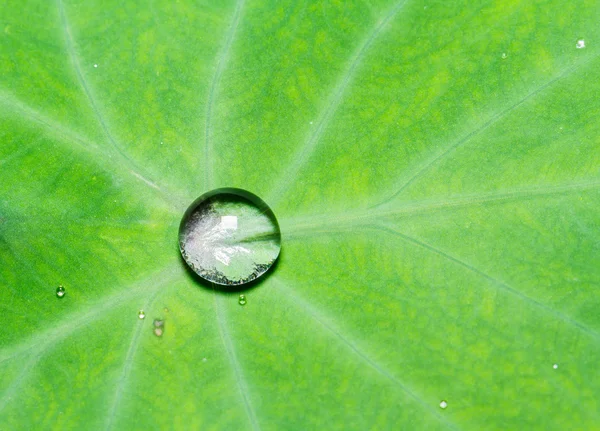 水落在叶邦 — 图库照片