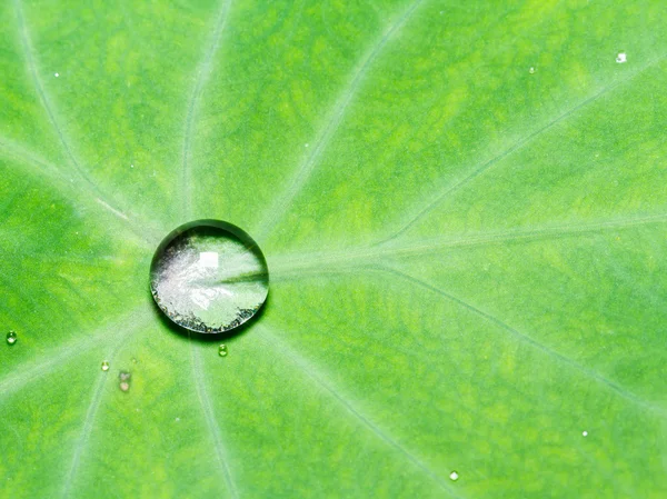 水落在叶邦 — 图库照片