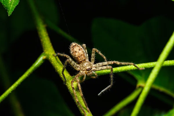 Spinne auf grünem Blatt — Stockfoto